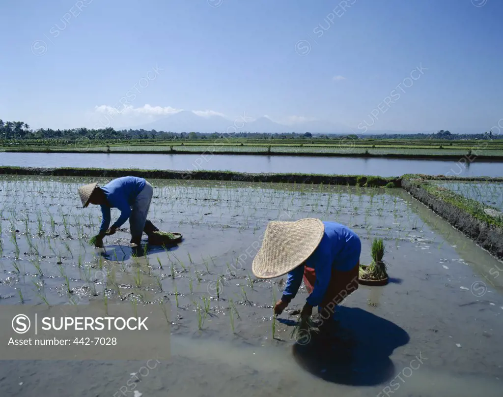Farmers planting rice in a field, Bali, Indonesia