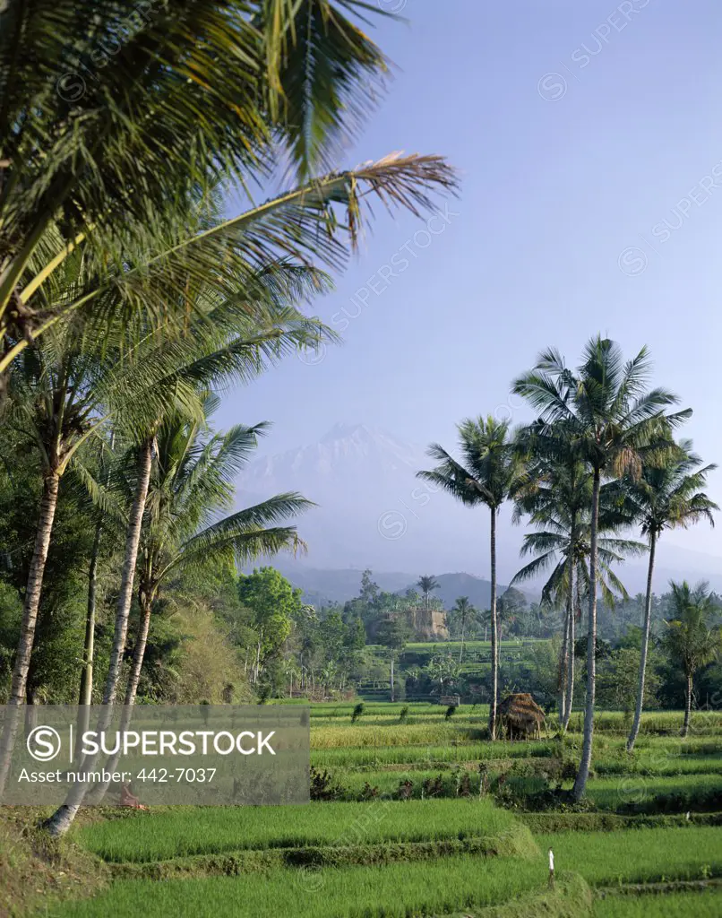 Palm trees in rice fields with Mount Rinjani (Gunung Rinjani) in the background, Tetebatu, Lombok, Indonesia