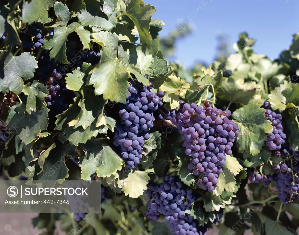 Close-up of cabernet grapes, Nuriootpa, Barossa Valley, Adelaide, South Australia, Australia