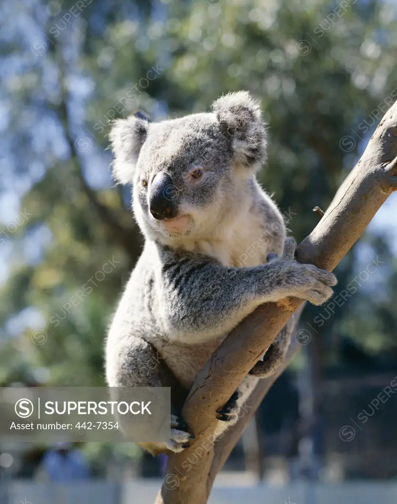 Koala in a tree, Lone Pine Sanctuary, Brisbane, Queensland, Australia (Phascolarctos cinereus)