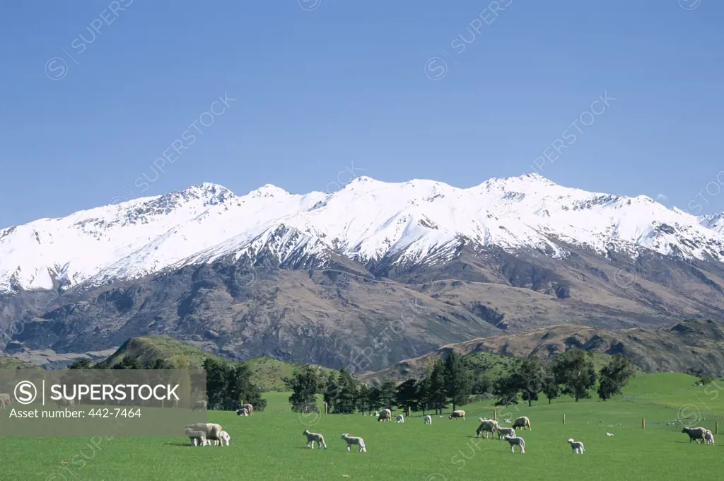 Sheep grazing in a pasture, Southern Alps, Wanaka, New Zealand