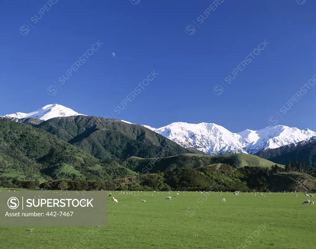Sheep grazing in a pasture, Southern Alps, Wanaka, New Zealand