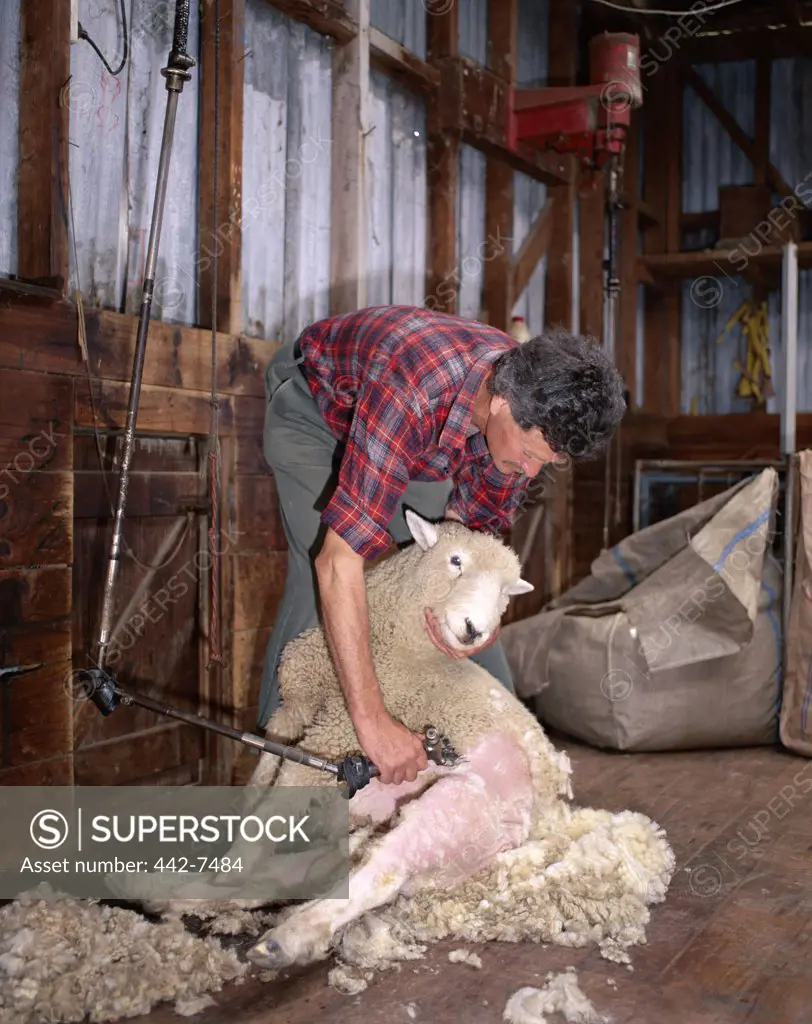 Farmer shearing a sheep, North Island, New Zealand