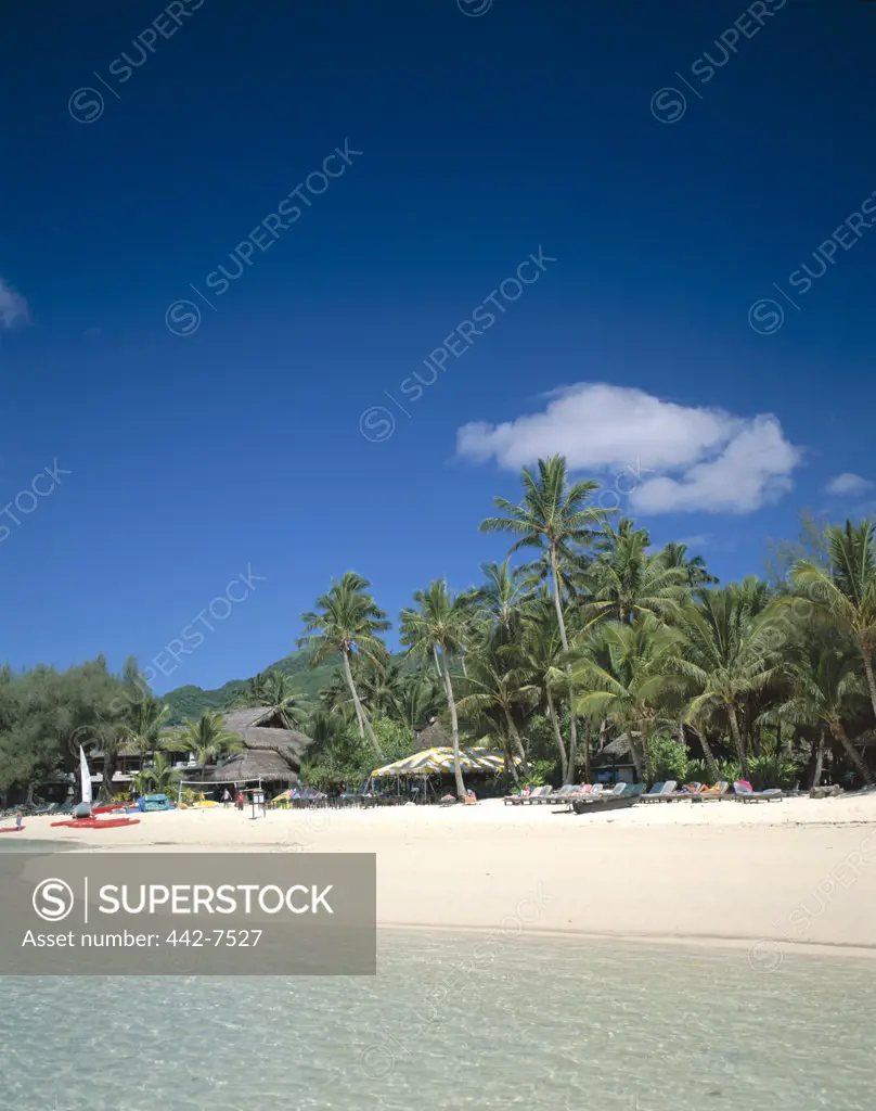 Palm trees on a beach, Muri Beach, Rarotonga, Cook Islands, Polynesia