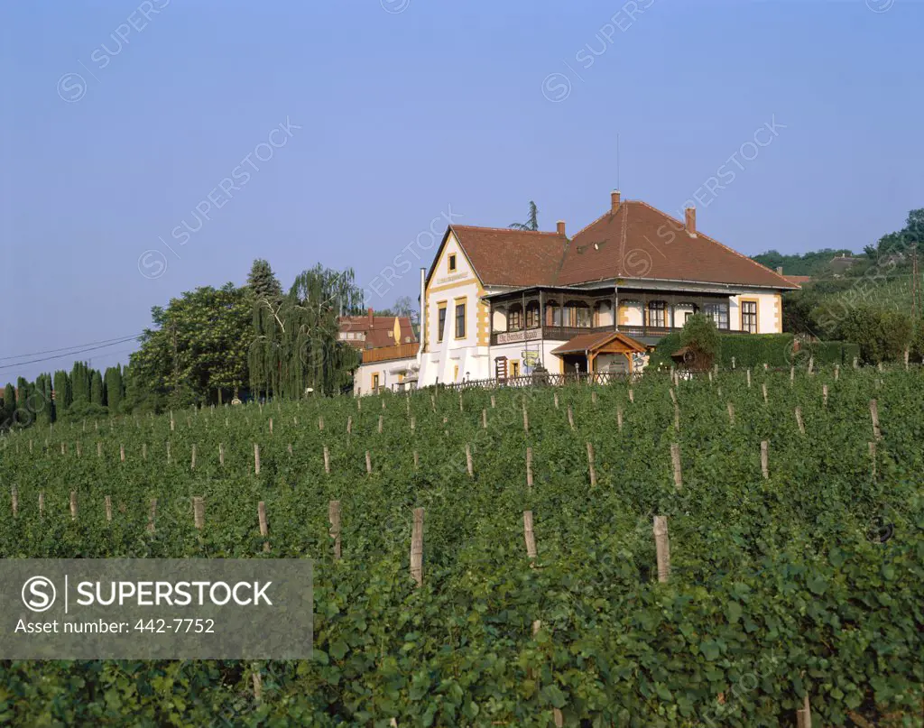 Low angle view of a house and vineyards, Badacsony, Lake Balaton, Hungary