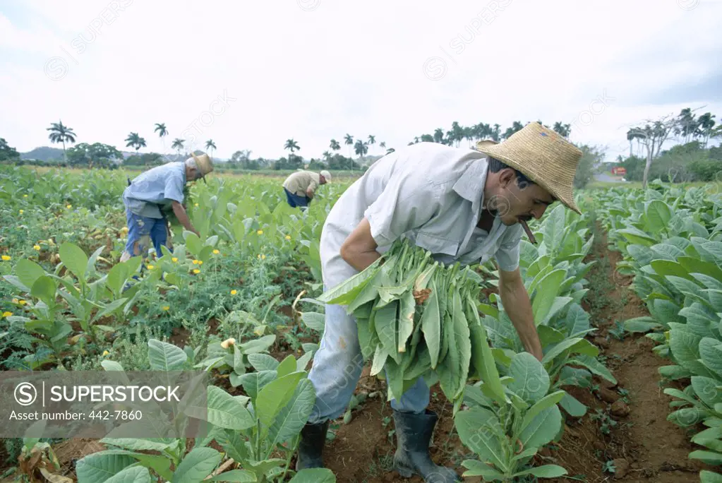 Side profile of a mid adult man working in a tobacco field, Vinales, Cuba