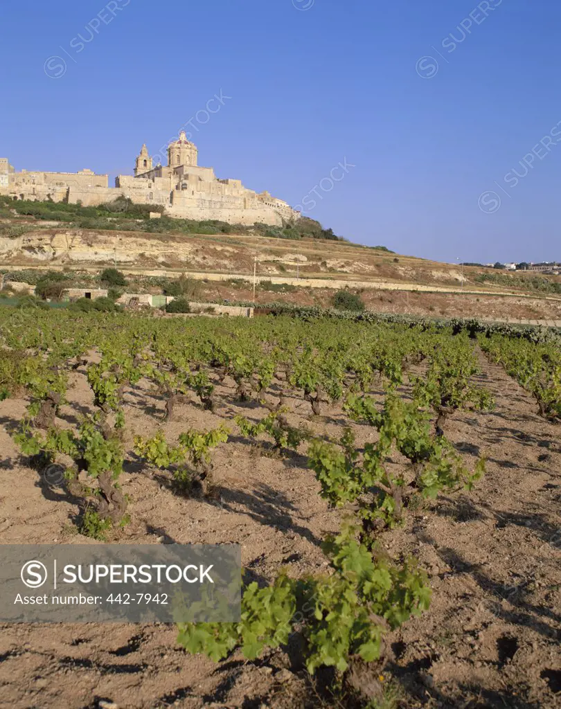 Vineyards with a building on a hill, Mdina, Malta