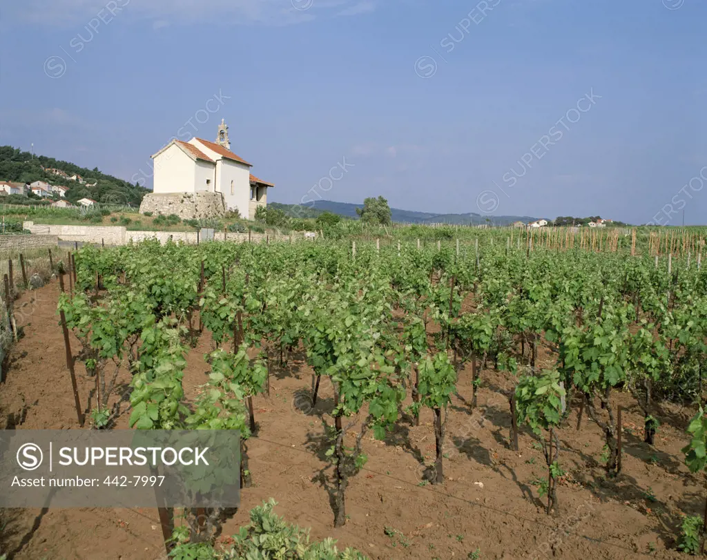 Vineyards at Hvar Island, Vrboska, Croatia