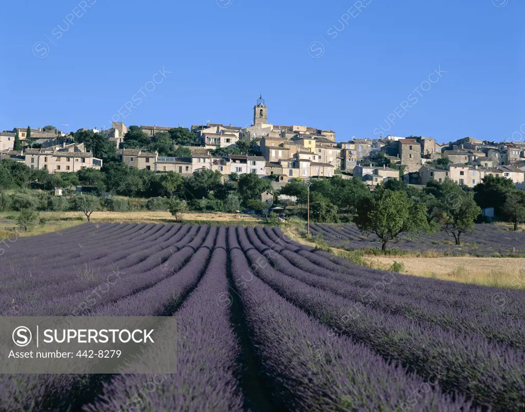Lavender Fields and Village, Puimosson, Provence, France