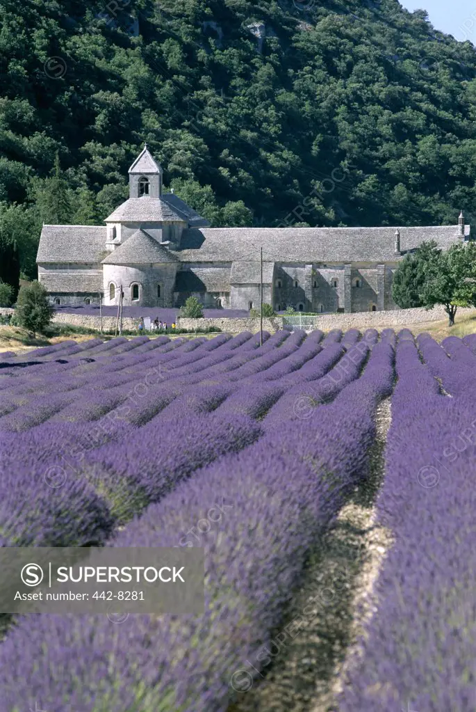 Senanque Abbey and Lavender Fields, Gordes, Provence, France
