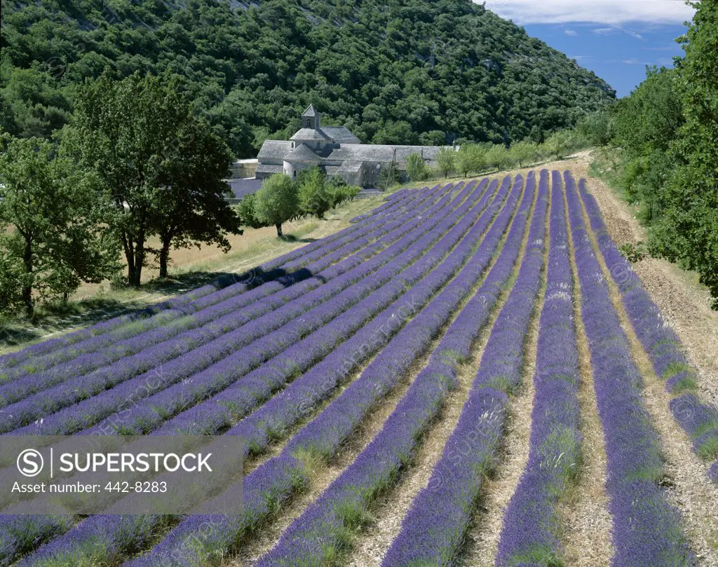 Senanque Abbey and Lavender Fields, Gordes, Provence, France