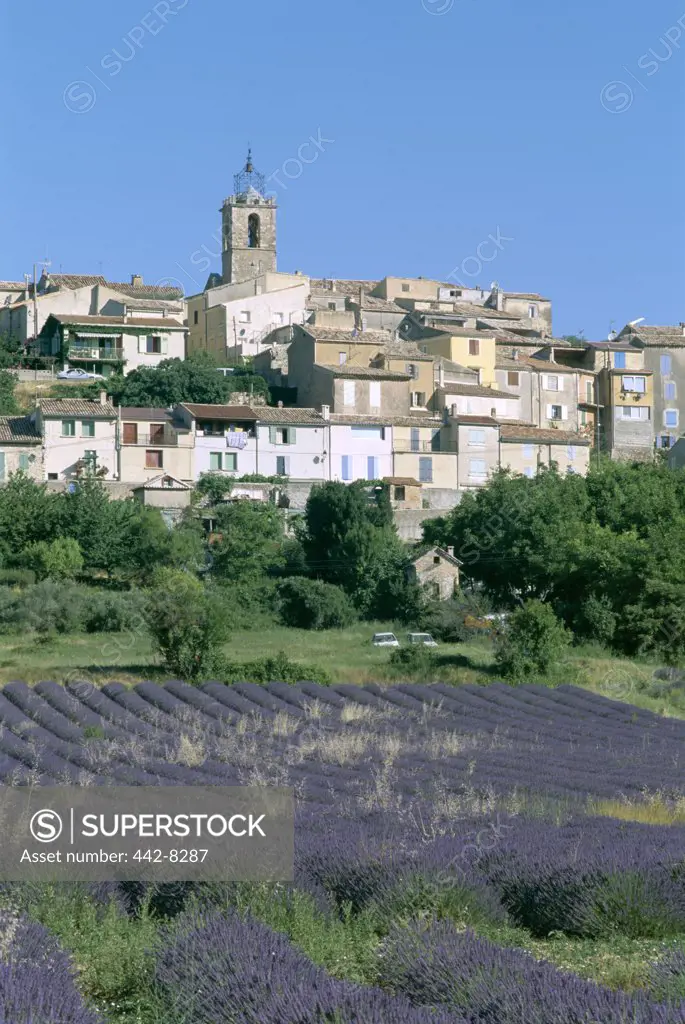 Lavender Fields and Village, Puimoisson, Provence, France