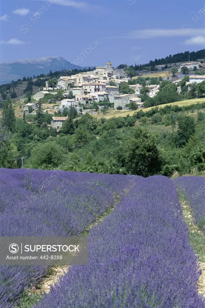 Lavender Fields and Village, Aurel, Provence, France