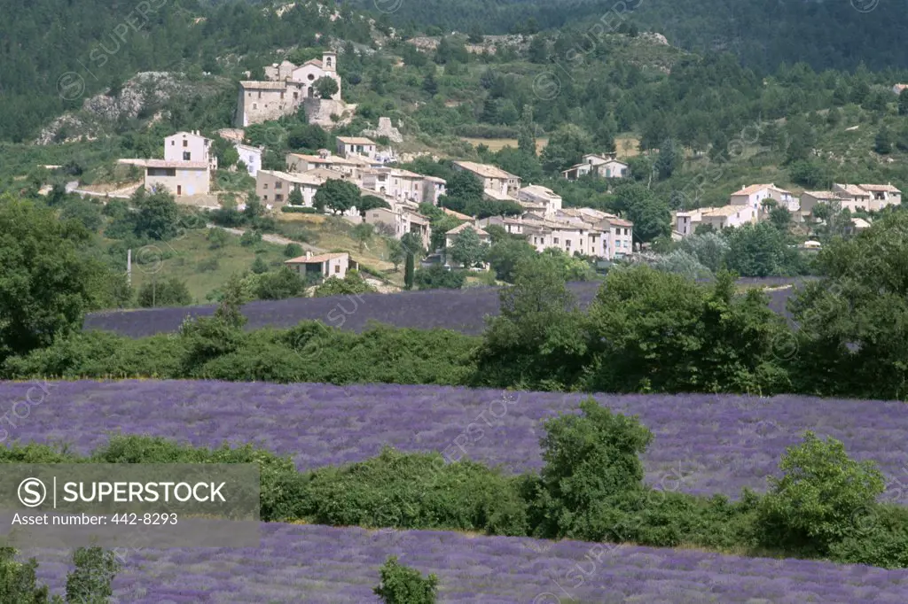 Lavender Fields and Village, St. Jurs, Provence, France