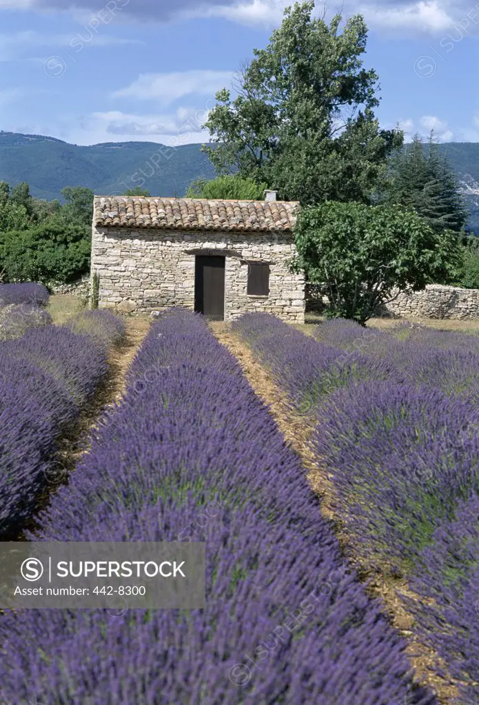 Farmhouse with Lavender Fields, Apt, Provence, France