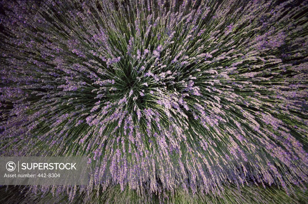 High angle view of lavender, Ferrassieres, Provence, France