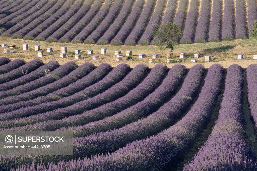 Beehives and Lavender Fields, Valensole, Provence, France