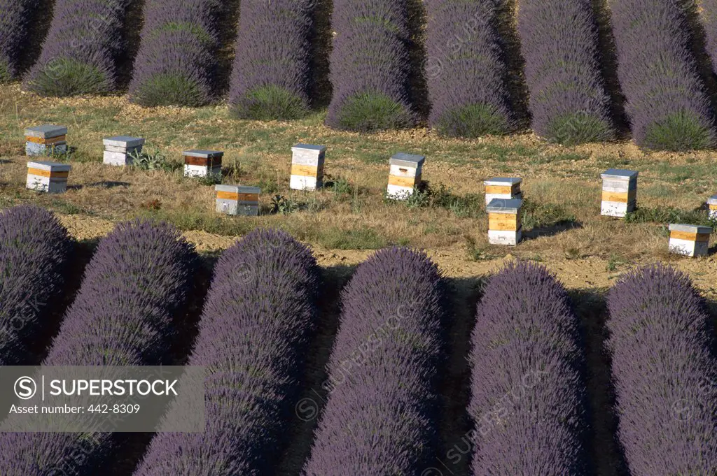 Beehives and Lavender Fields, Valensole, Provence, France