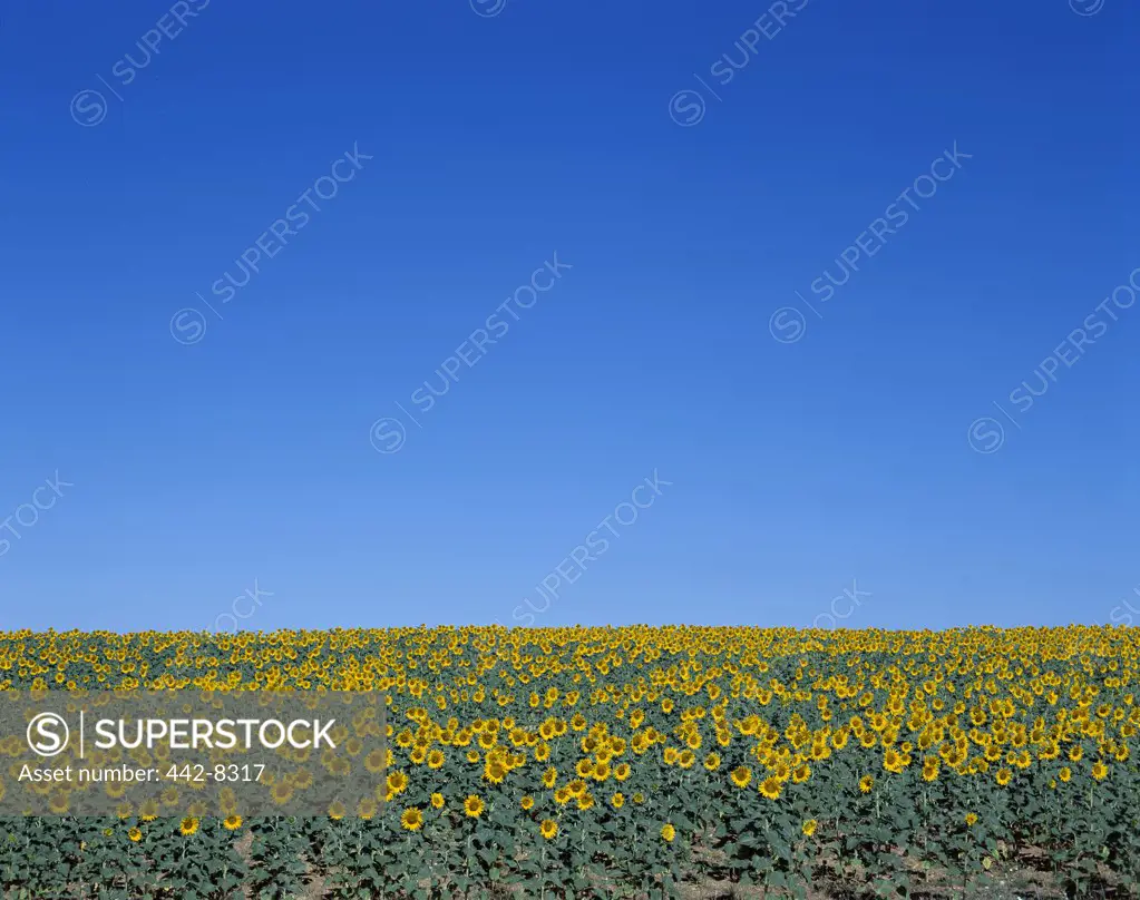 Sunflowers in a field, Provence, France