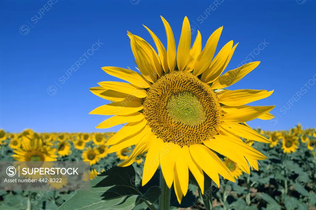 Close-up of a sunflower in a field, Provence, France