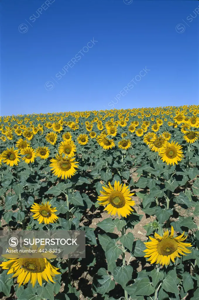 Sunflowers in a field, Provence, France