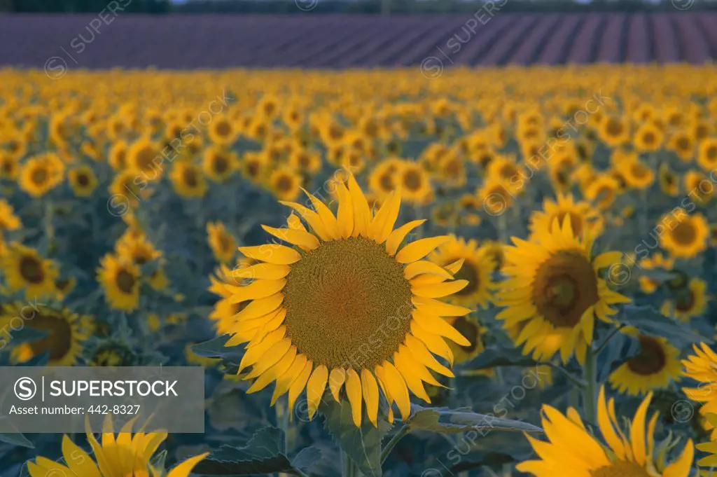 Close-up of sunflowers in a field, Provence, France