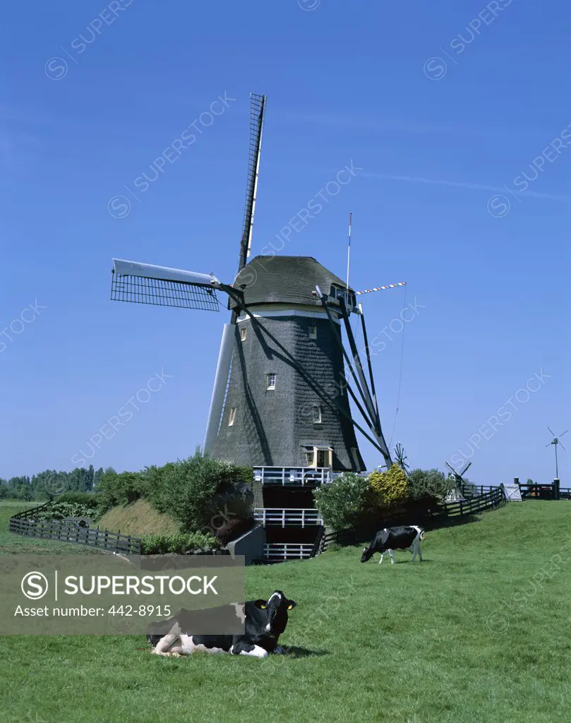 Windmill and Cows, Wilsveen, Netherlands