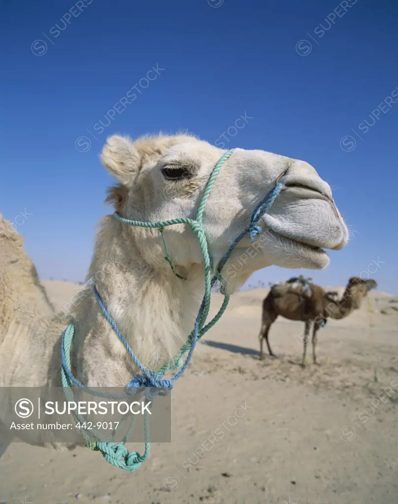 Close-up of a camel, Douz, Tunisia (Camelus dromedarius)