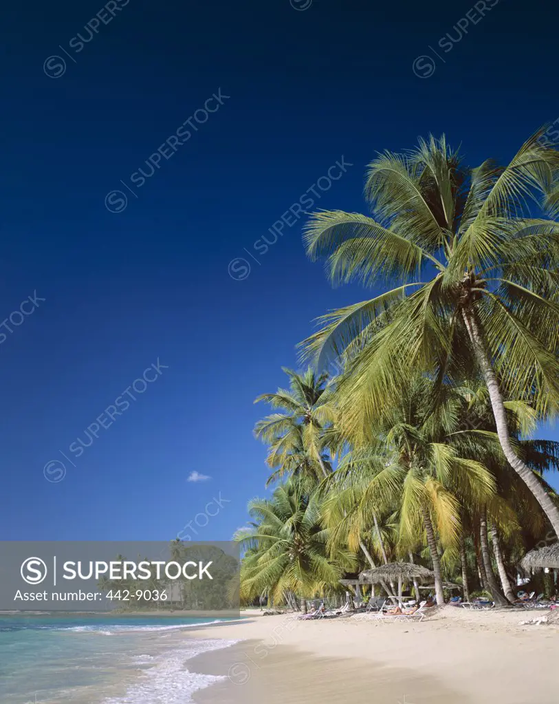 Palm trees on a beach, Kings Beach, Barbados