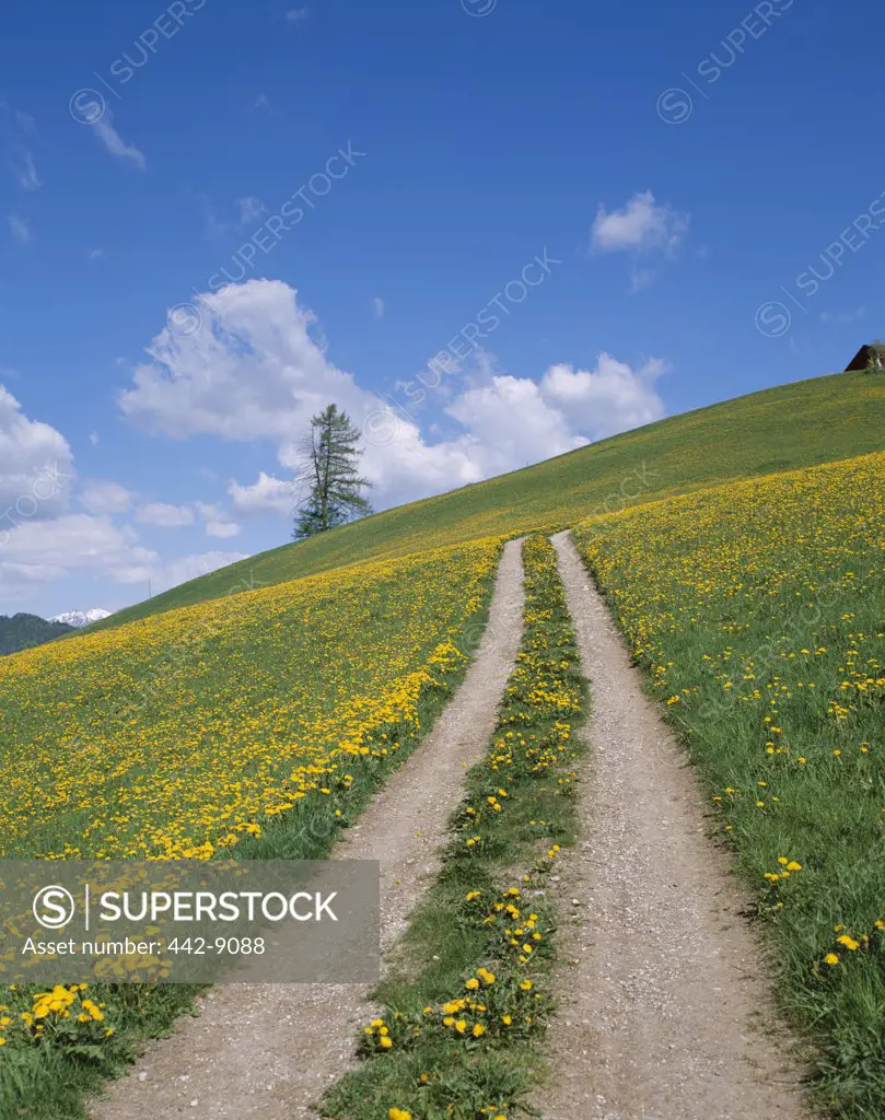 Tire tracks in a field of yellow wildflowers, Dolomites, Italy