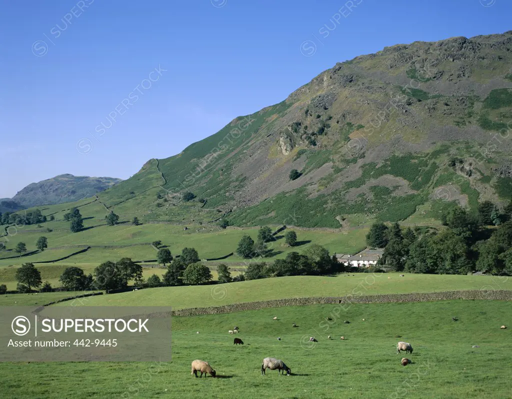 Sheep grazing on a field, Lake District, Cumbria, England