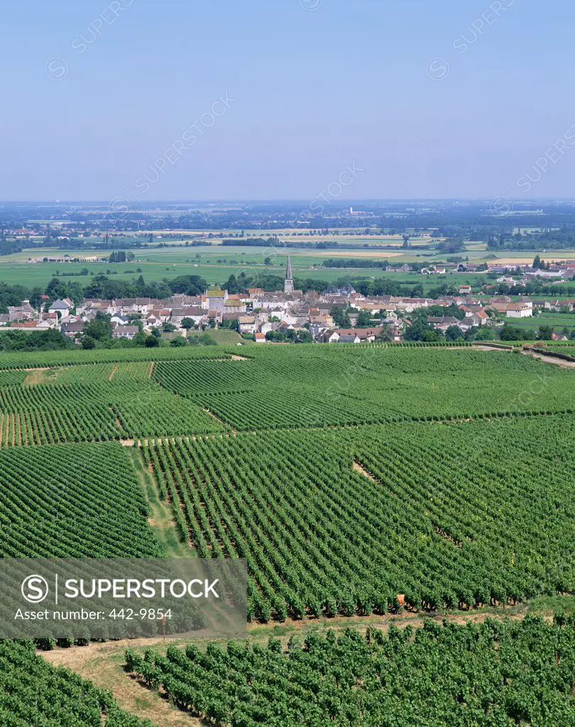 High angle view of a vineyard, Meursault, Burgundy, France