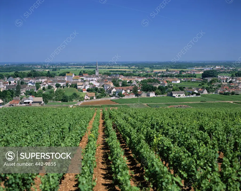 High angle view of a vineyard, Meursault, Burgundy, France