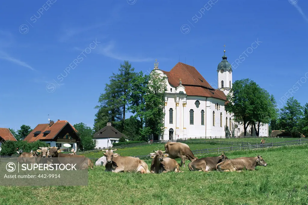 Herd of cows sitting in a field in front of a church, Wieskirche, Bavaria, Germany
