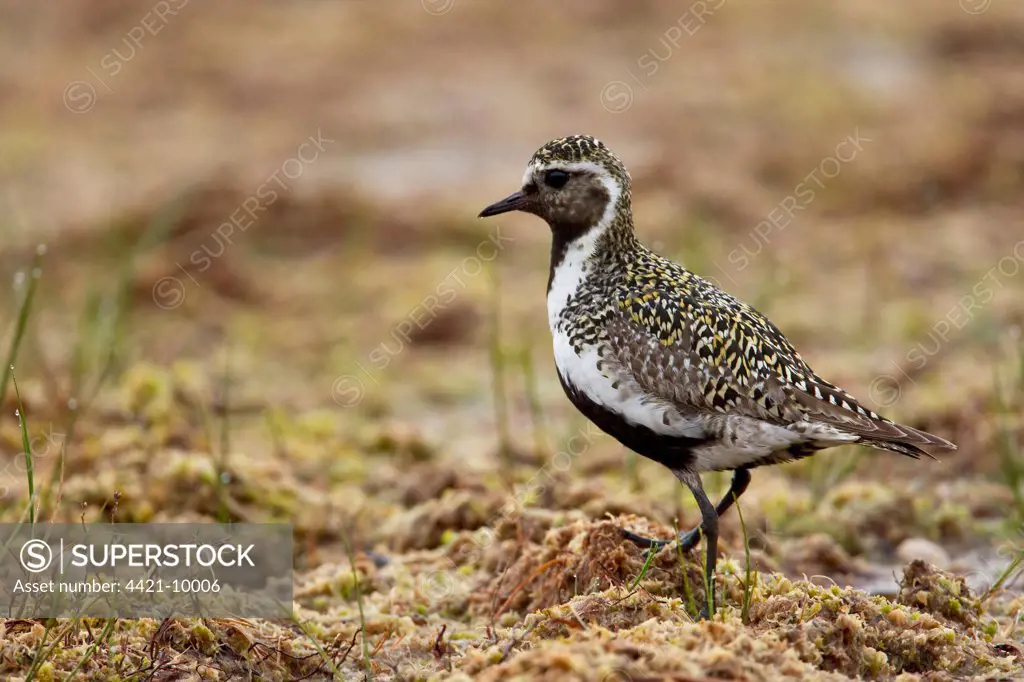 Eurasian Golden Plover (Pluvialis apricaria) adult, breeding plumage, standing in taiga forest, Finland, june