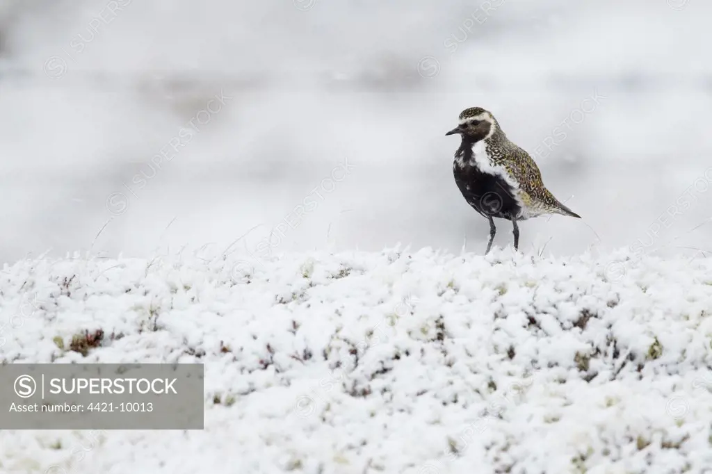 Eurasian Golden Plover (Pluvialis apricaria) adult, breeding plumage, standing on snow covered moorland, Iceland, June