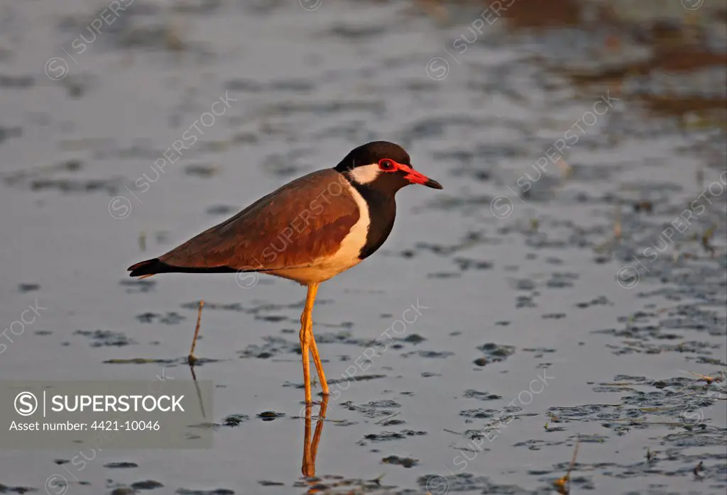 Red-wattled Lapwing (Vanellus indicus atronuchalis) adult, standing in shallow water, Thailand, february
