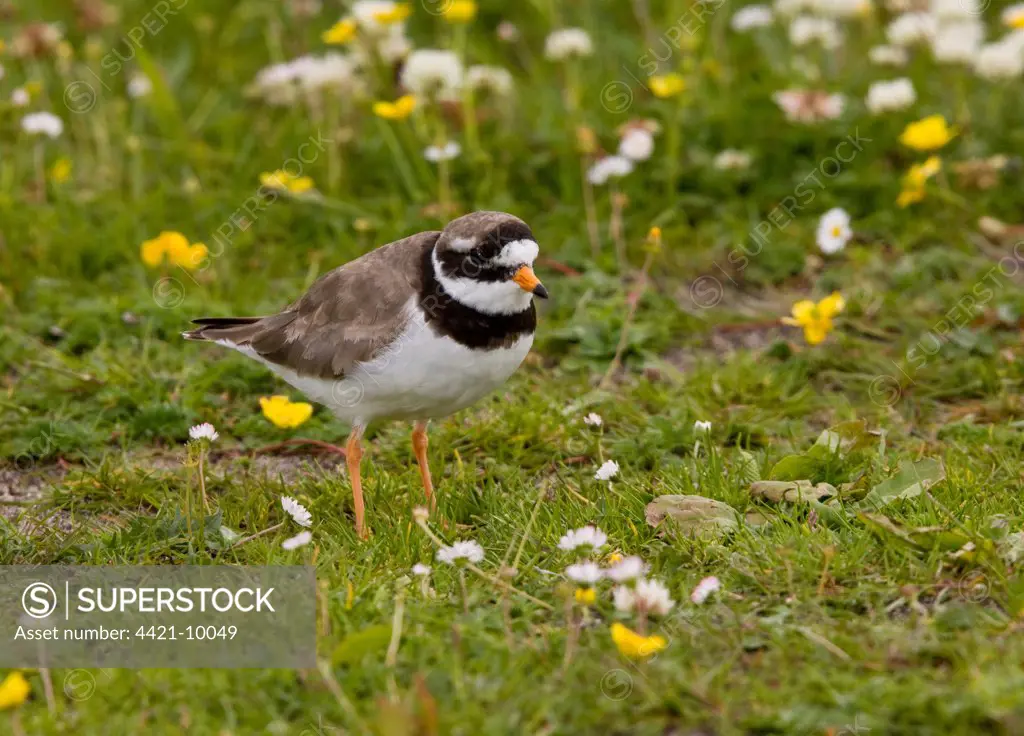 Ringed Plover (Charadrius hiaticula) adult, standing in machair breeding habitat, South Uist, Outer Hebrides, Scotland
