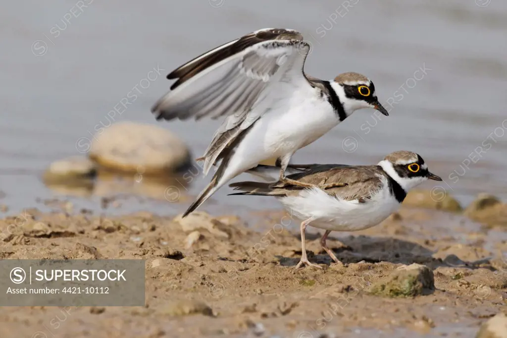 Little Ringed Plover (Charadrius dubius) adult pair, summer plumage, mating, Midlands, England, april