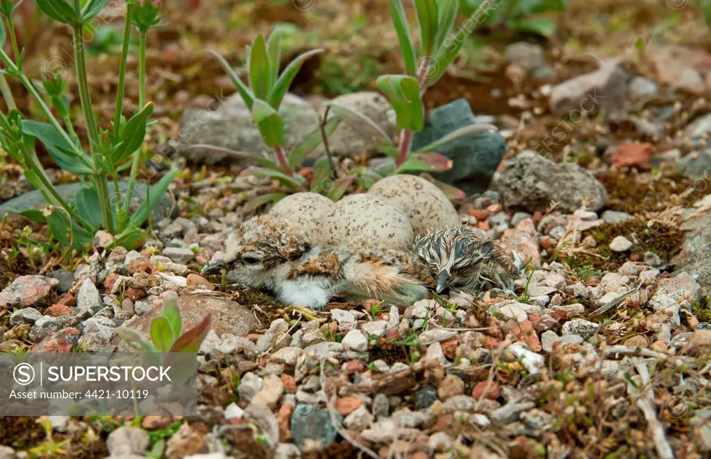 Little Ringed Plover (Charadrius dubius) two chicks and eggs, camouflaged at nest, Merseyside, England, june