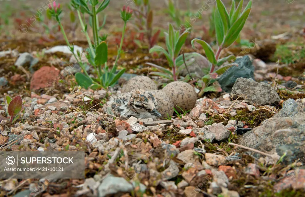 Little Ringed Plover (Charadrius dubius) chick and eggs, camouflaged at nest, Merseyside, England, june