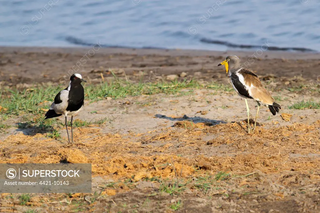 White-headed Lapwing (Vanellus albiceps) and Blacksmith Plover (Vanellus armatus) adults, in territorial confrontation at edge of water, Chobe N.P., Botswana