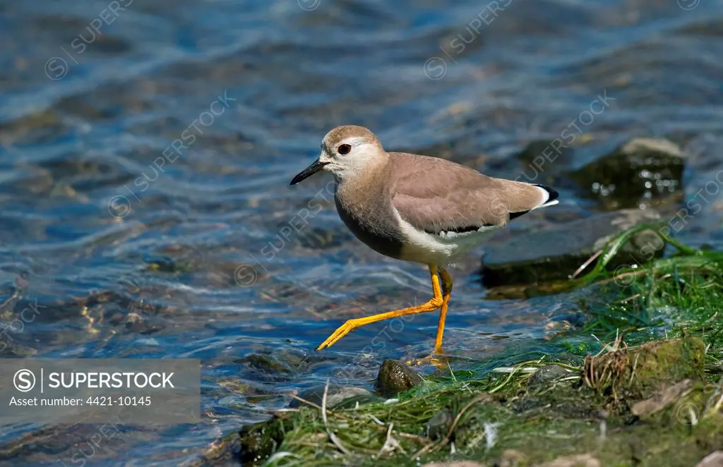 White-tailed Lapwing (Vanellus leucurus) adult, vagrant, walking at edge of water, England, may