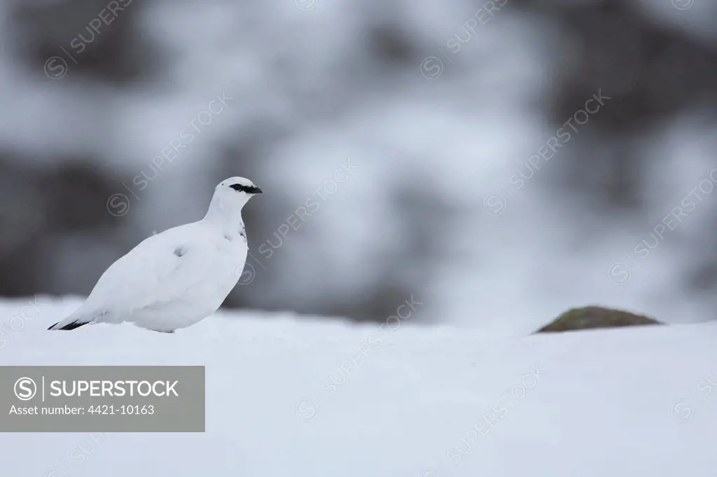 Rock Ptarmigan (Lagopus mutus) adult, white winter plumage, on snow covered ridge, Cairngorm Mountains, Highlands, Scotland