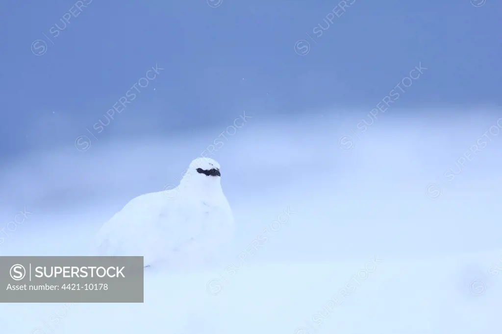 Rock Ptarmigan (Lagopus mutus) adult male, white winter plumage, standing in snow, Cairngorms N.P., Highlands, Scotland, february