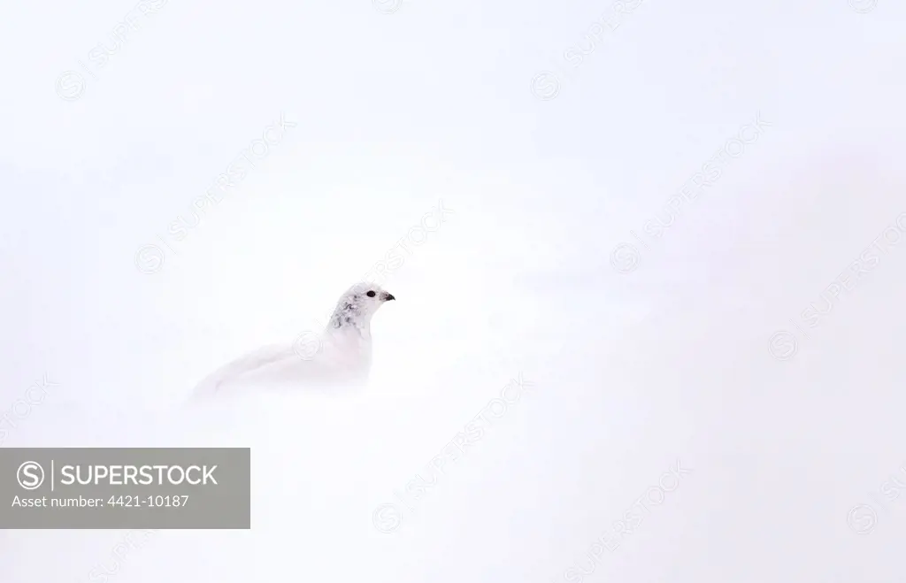 Rock Ptarmigan (Lagopus mutus) adult female, white winter plumage, concealed on icefield, Cairngorm Mountains, Highlands, Scotland, february
