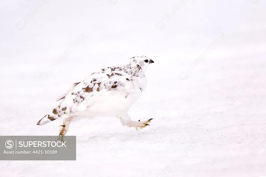 Rock Ptarmigan (Lagopus mutus) adult female, white winter plumage, running across snowfield, Cairngorm Mountains, Highlands, Scotland, february