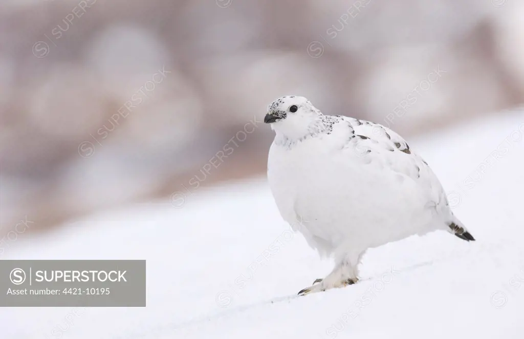Rock Ptarmigan (Lagopus mutus) adult female, white winter plumage, walking down snowfield, Cairngorm Mountains, Highlands, Scotland, february