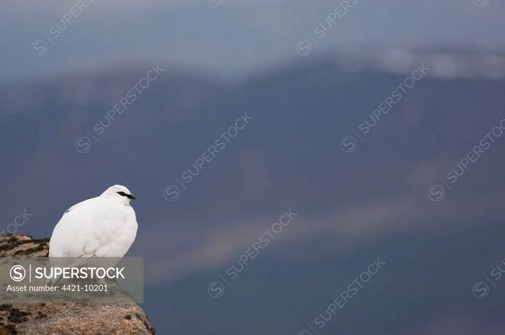 Rock Ptarmigan (Lagopus mutus) adult male, white winter plumage, standing on mountain ridge, Cairngorm Mountains, Highlands, Scotland, february