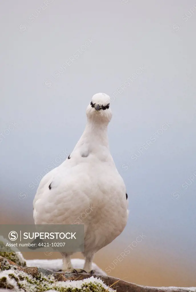 Rock Ptarmigan (Lagopus mutus) adult female, white winter plumage, standing, Cairngorm Mountains, Highlands, Scotland, winter